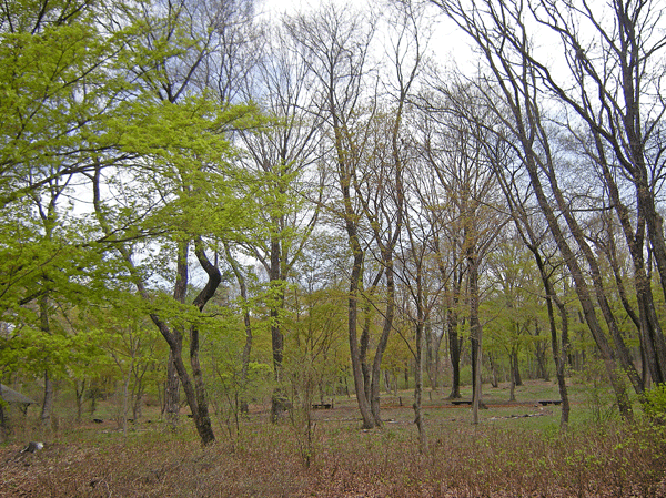 a0001354_22261019.gif