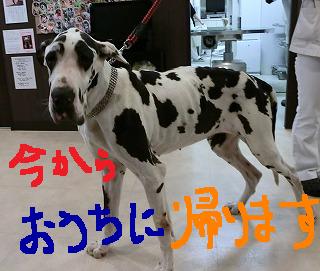 超大型犬の手術!_b0059154_1353952.jpg