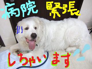 超大型犬の手術!_b0059154_145981.jpg