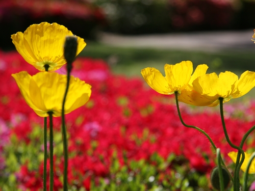 花の公園さんぽ♪　（4）_d0054461_18292399.jpg