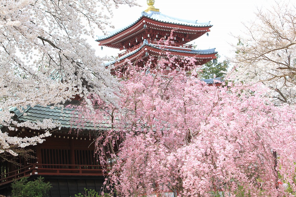 本土寺_f0216661_18301476.jpg