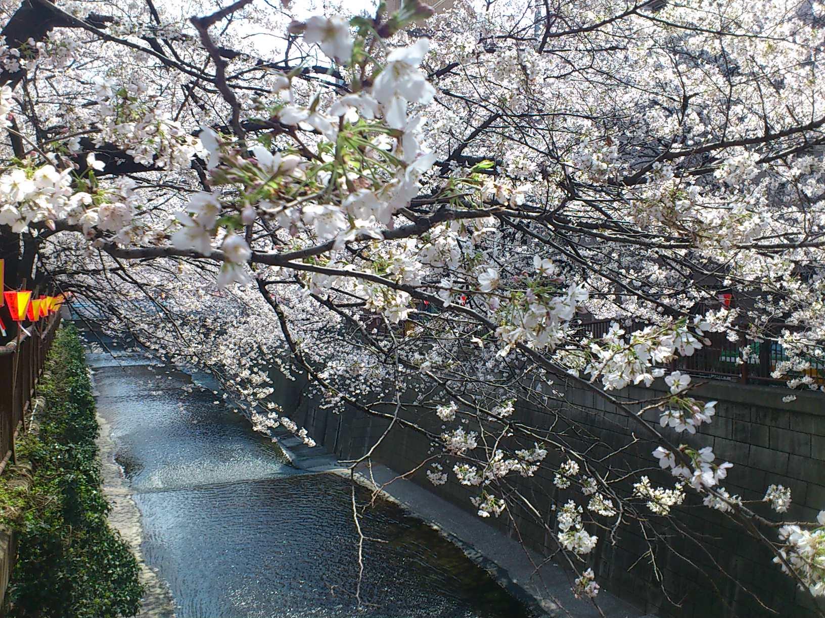 ラッキーピッグの『春の花』だより_e0133362_22141025.jpg