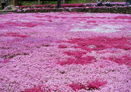 國田家の芝桜と桂昌寺の牡丹を見に行って来ました♪_a0243064_17225525.jpg