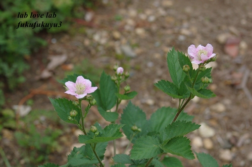 庭の花_b0196568_121238.jpg