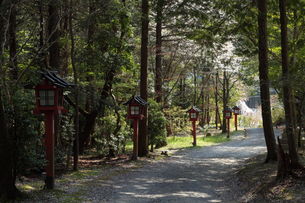 桜　2012  京都　<大原野>_f0021869_88399.jpg