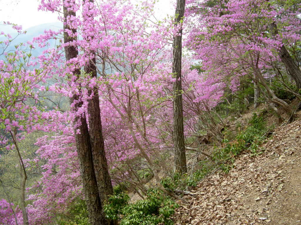 No211 再びつつじ回廊とみずめ桜・満開！_b0185573_1024113.jpg