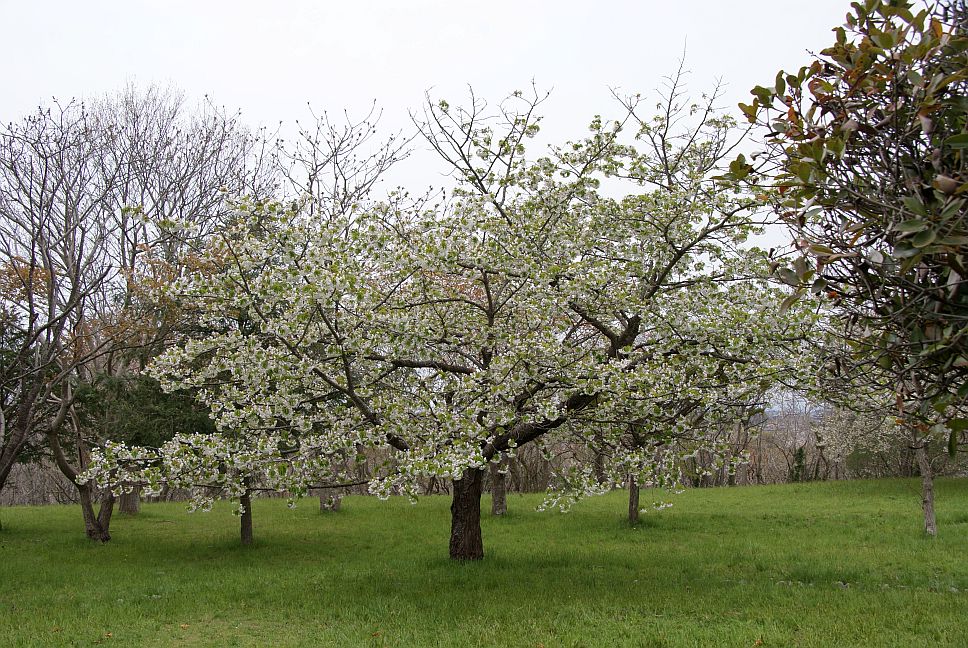 20120430 七ヶ浜　大木囲貝塚公園　縄文桜_a0025476_8254329.jpg