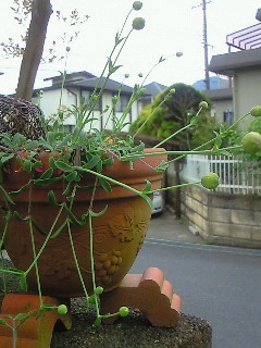 e0075483_11381061.jpg