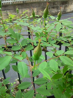 e0075483_11381099.jpg