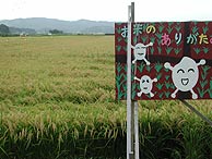 9月9日の田んぼ（緑が丘小・北郷小）_d0247484_23174570.jpg