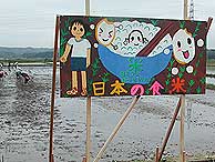田植え体験(緑が丘小・北郷小)_d0247484_2355135.jpg