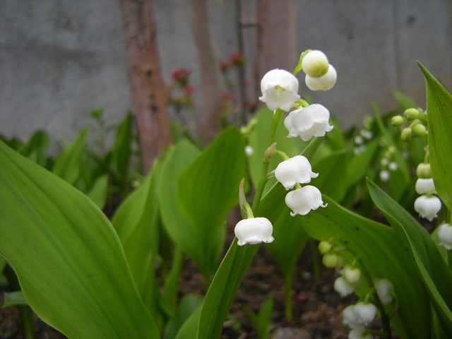 f0063887_0405533.jpg