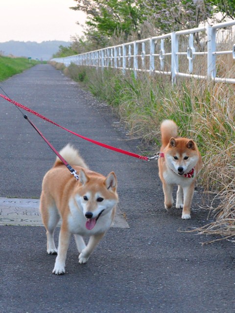 みんなでおさんぽ。_a0126590_10301080.jpg