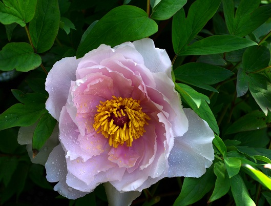 2012.庭の牡丹② : バラとハーブのある暮らし Salon de Roses