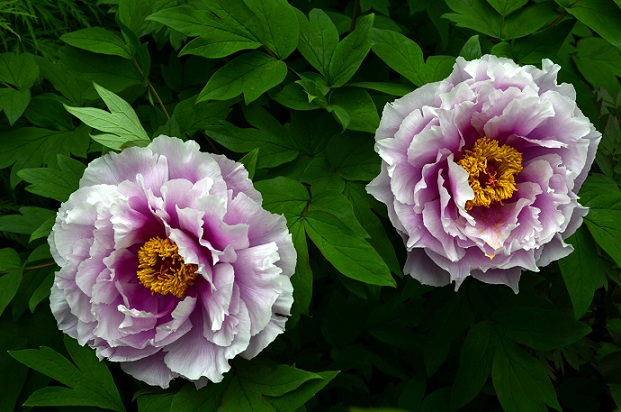 2012.庭の牡丹② : バラとハーブのある暮らし Salon de Roses