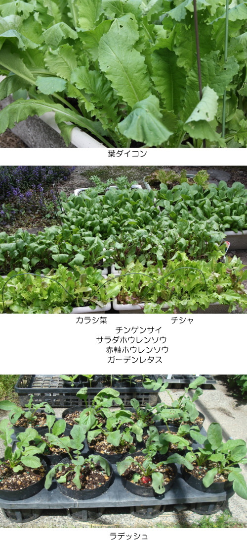 我が家の野菜たち_e0015496_1321244.jpg