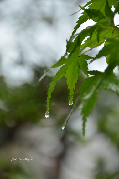 雨の一日_a0161698_18484863.jpg