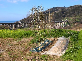 c0187298_2314217.jpg