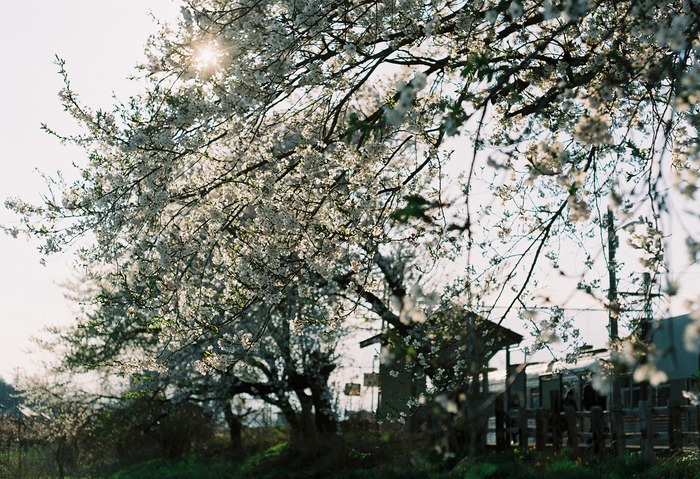 駅舎の桜を見て想う_f0220698_21582992.jpg