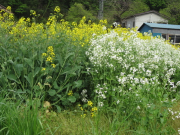 里山のいきものいろいろ　80_a0117599_029277.jpg