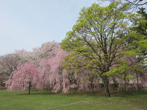 桜花爛漫、さくらまつりの史跡・弘前公園　２０１２．５．１２・・・３_c0075701_14195078.jpg