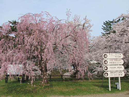 桜花爛漫、さくらまつりの史跡・弘前公園・・・７_c0075701_1551814.jpg