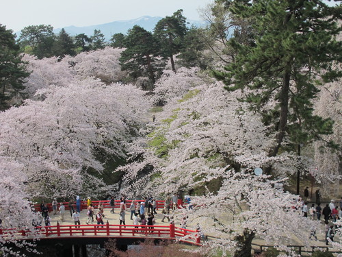 桜花爛漫、さくらまつりの史跡・弘前公園・・・１９_c0075701_20424917.jpg