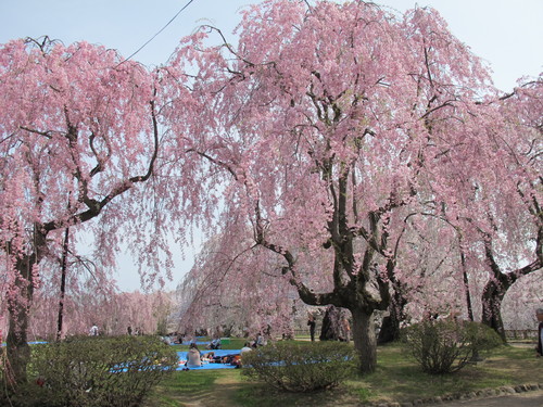 桜花爛漫、さくらまつりの史跡・弘前公園　２０１２．５．２・・・２１_c0075701_2143970.jpg