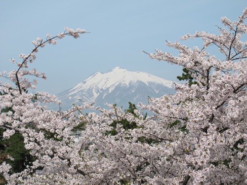 桜花爛漫、さくらまつりの史跡・弘前公園・・・２５_c0075701_21502788.jpg