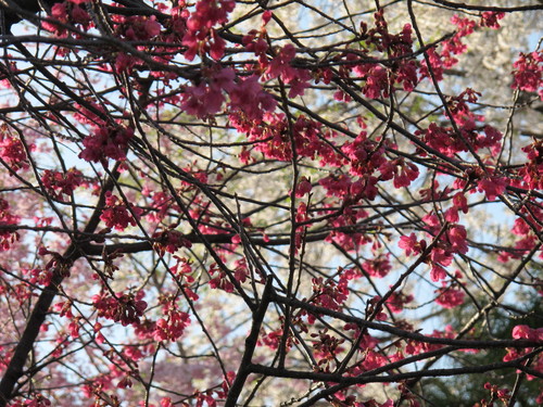 春爛漫・角館の桜・ソメイヨシノは満開・・・３０_c0075701_647433.jpg