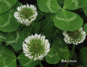 春　満喫♪_a0267202_14583883.jpg