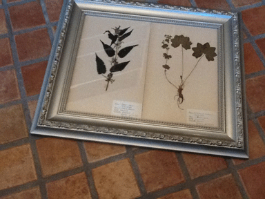 c0129702_1121689.gif