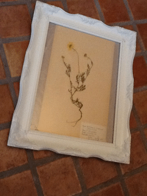c0129702_1122790.gif