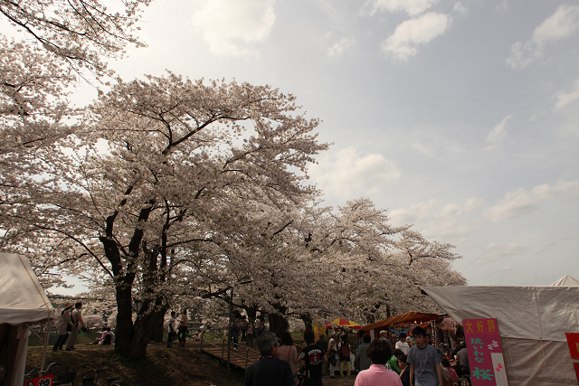 角館～花見1_e0274006_0263571.jpg