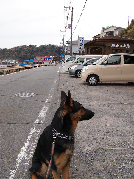 ハクト初めての伊豆早春キャンプ１（河津七滝オートキャンプ場）_f0180607_140092.jpg