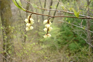 花の季節_c0178008_054462.jpg