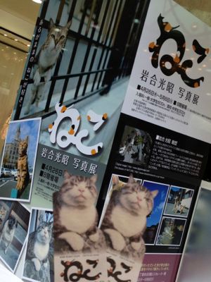 岩合光昭写真展  ねこ_e0177509_1233263.jpg