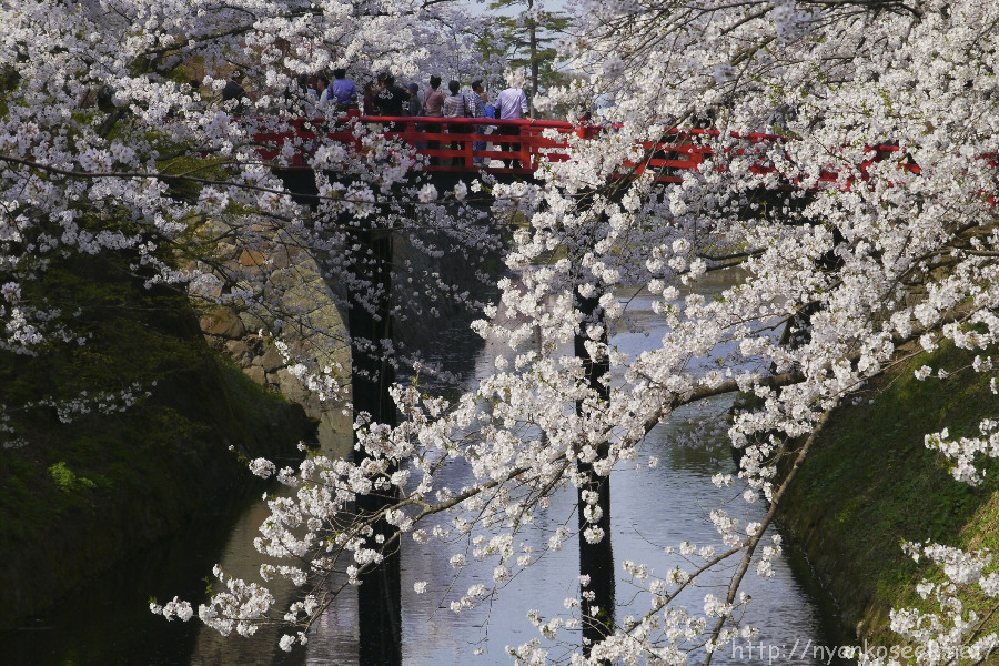 弘前公園の桜（5/1－日中）_e0112910_18221850.jpg