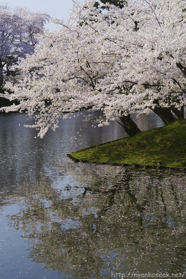 弘前公園の桜（5/1－日中）_e0112910_18223716.jpg