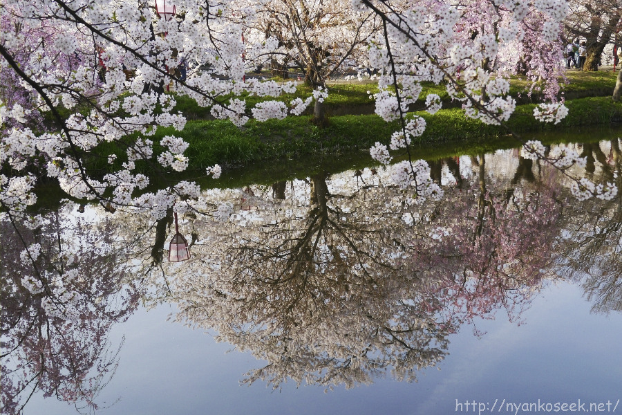 弘前公園の桜（5/1－日中）_e0112910_1822537.jpg