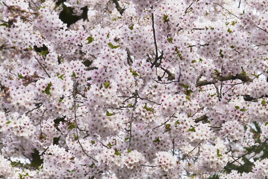 弘前公園の桜（5/2－朝）_e0112910_1854068.jpg