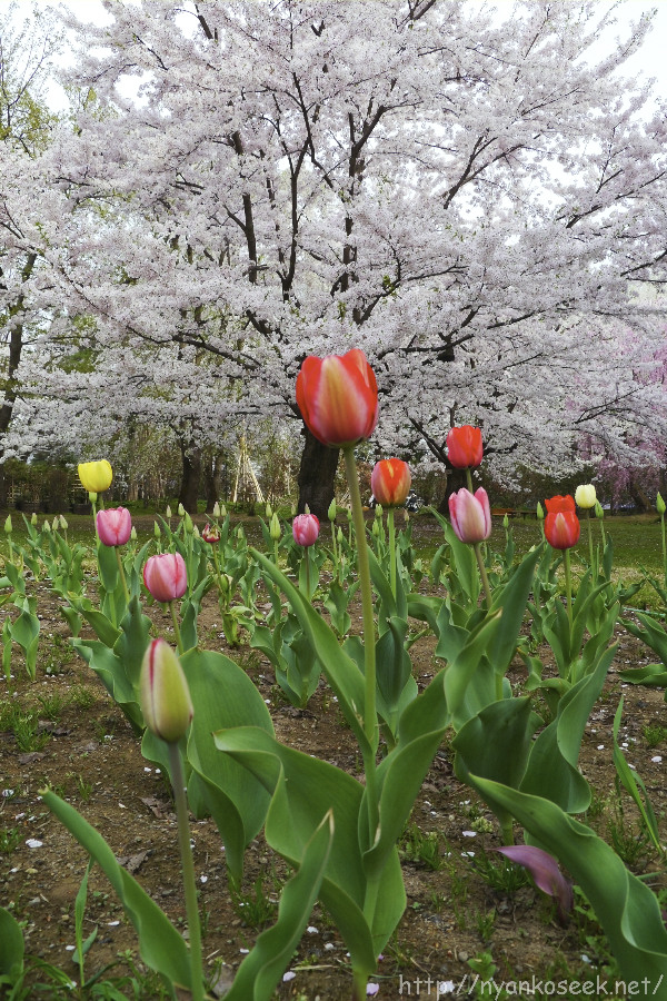 弘前公園の桜（5/2－朝）_e0112910_18542048.jpg