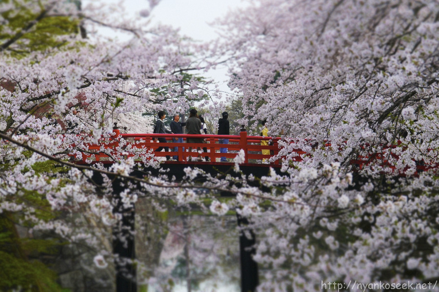 弘前公園の桜（5/2－朝）_e0112910_18542869.jpg