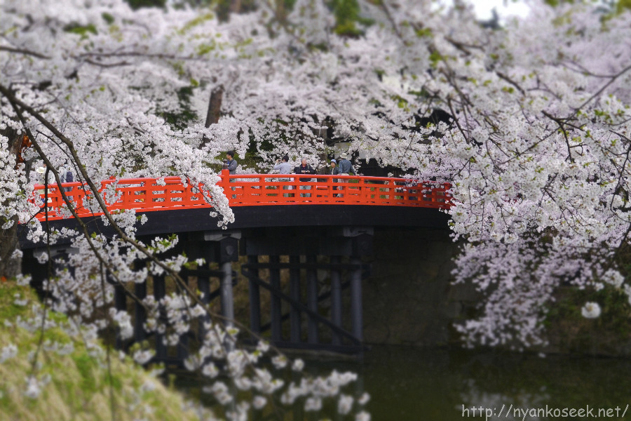 弘前公園の桜（5/2－朝）_e0112910_18543189.jpg