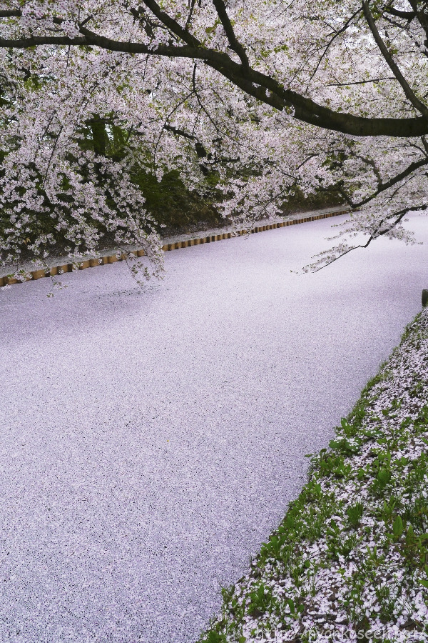 再び、弘前公園の桜（5/3）_e0112910_21494672.jpg