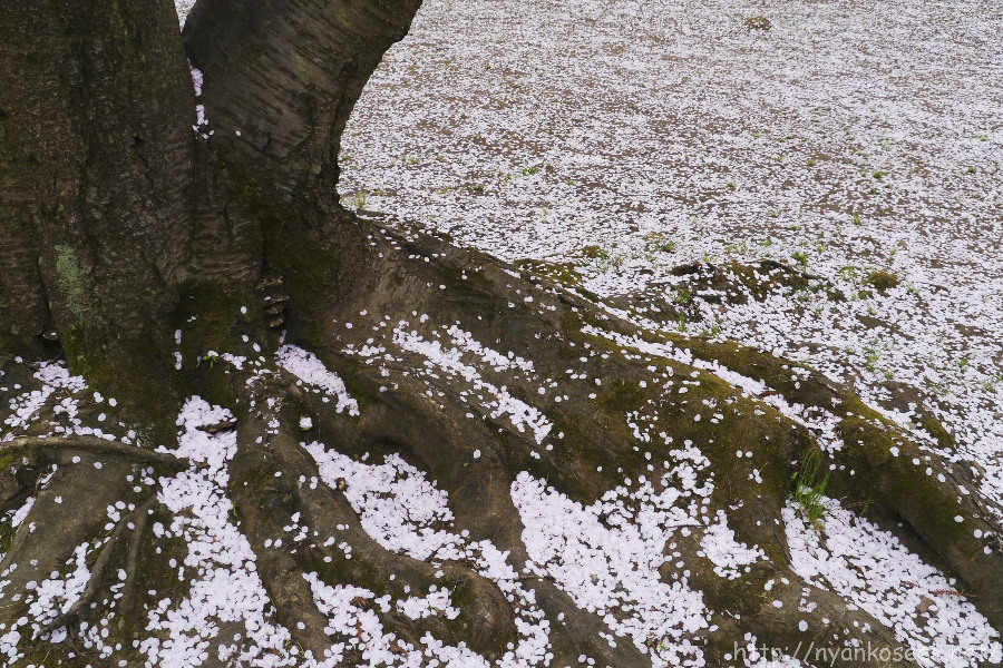 再び、弘前公園の桜（5/3）_e0112910_21504563.jpg