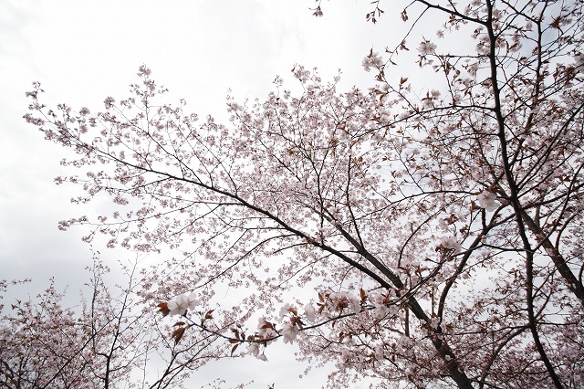 sakura 桜　サクラ_f0139911_20585541.jpg