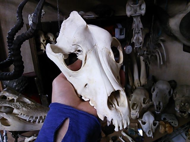 ヒグマ 熊 頭骨 頭蓋骨 骨格標本 ヒグマ 熊 頭骨 頭蓋骨 骨格標本 熊の頭蓋骨 ヒグマ頭蓋骨模型頭蓋骨