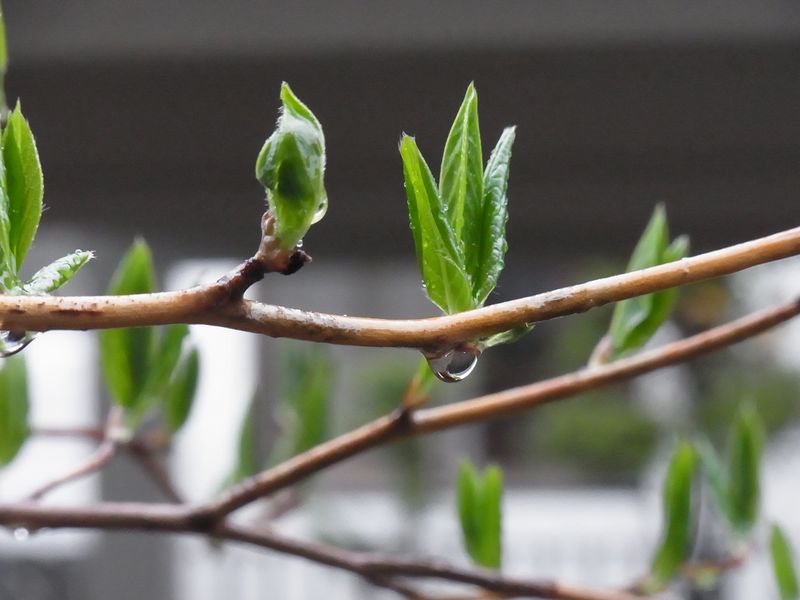植物たちにはありがたい雨の「みどりの日」_c0025115_2322122.jpg