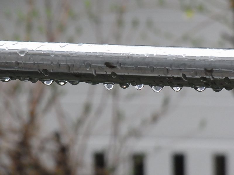 植物たちにはありがたい雨の「みどりの日」_c0025115_23224332.jpg